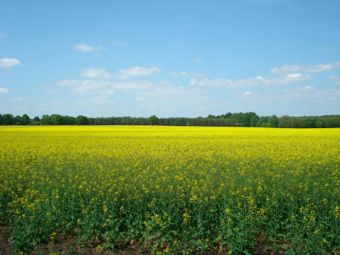 56.Oststammtisch_2009.0005